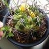新天地錦　植え替え　雑草魂