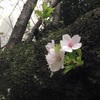 台湾から帰国→桜満開の東京🇯🇵