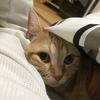 猫の避妊手術後 エリザベスカラーはいつまで着けるべきなのか むぎちゃんにグルメを添えて 猫の避妊手術後 エリザベスカラーはいつまで着けるべきなのか むぎちゃんにグルメを添えて