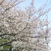 ２０１８ 春 桜を見ながら…