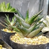 さらにダメになった多肉植物