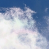  冬空に広がる彩雲とトンビの舞、そしてその陰にチョウゲンボウが！