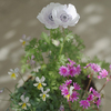 冬の寄せ植えと花壇の整理