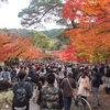 京都の紅葉2016～屈指の名所・永観堂（無料エリアのみ）