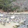 越冬渡り鳥、次々５００羽　玉野・深山公園でピーク