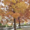 茨大の紅葉