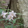 歩く姿はユリの花