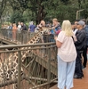 GIRAFFE CENTER