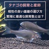 タナゴの繁殖・産卵！相性の良い雄雌の選び方や最適な飼育数とは