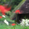 秋分の日の彼岸花と花火。