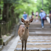 ｼｶ