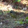 アオジがよく出た探鳥会