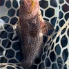 「南房総カヤックフィッシング：エソ祭りからのリベンジ！トップでイナダ、根魚ラッシュの週末」
