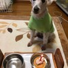 モクバ8歳の誕生日