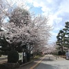 多摩川桜百景　－35. 南浅川桜並木と都立陵南公園－ 