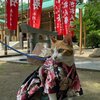 犬子ひょうたん祭での楽しい一日　【旅行記】　あずきちゃんがいっぱい38