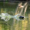 ◆今日も尼が台総合公園（長生村）