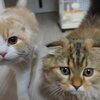 るいくん　イヴちゃんがいっぱい3　猫のるい&イヴ