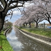 見沼用水の桜
