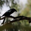 テリオウチュウ(Spangled Drongo)