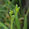 藪萱草（ヤブカンゾウ）の花の蕾