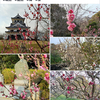 城山公園では、梅と桜が咲き始めました