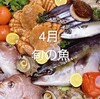 4月の旬の魚介類