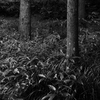 ヤブミョウガ：薮茗荷