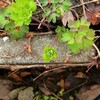 雨上がりの朝の花見