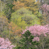 かみゆうべつチューリップ公園【１】