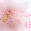 加治川の桜２