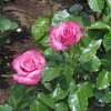 beautiful rose（美しいバラ）