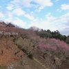 筑波山梅まつり始まりました