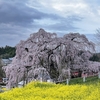 三春滝桜