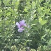 木槿