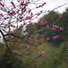 去年の今頃（梅の花）