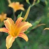 ７月２４日