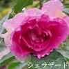 薔薇が美しい