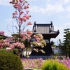 藤の花 ・ 長福禅寺 ( 2013-04-26 )