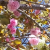 八重桜と御衣黄