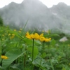 千畳敷カールのお花畑①雲上の楽園