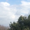 ムクドリ20250126