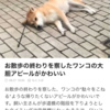 芝犬が大好きです。素晴らしいサイトをシェアします。