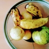 【沖縄生活2023】最近のお気に入り～バンシルー（グァバ）と島バナナ～タイ原産のバナナかも？