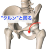 股関節は　縮めるのではなく「クルン」なのです