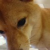 前夜、だよ