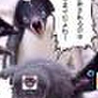 ペンギンコラとは ウェブの人気 最新記事を集めました はてな