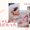 猫ちゃんにも手相があった？！