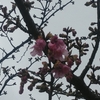 河津桜と白梅が　咲き始め、メジロも