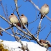 日本　この冬の根尾川河原の野鳥たち